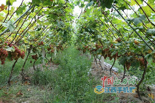 种出来的扶贫路 横峰县岑阳镇发展葡萄产业