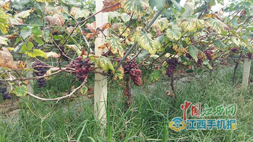 种出来的扶贫路 横峰县岑阳镇发展葡萄产业